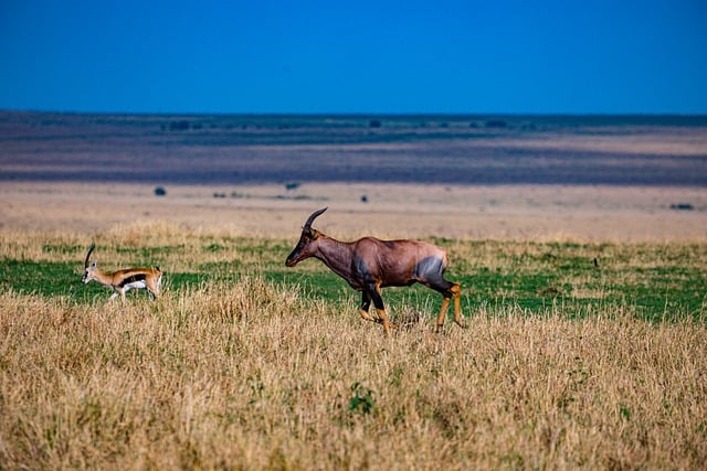 Free download antelope thomson gazelle field topi free picture to be edited with GIMP free online image editor