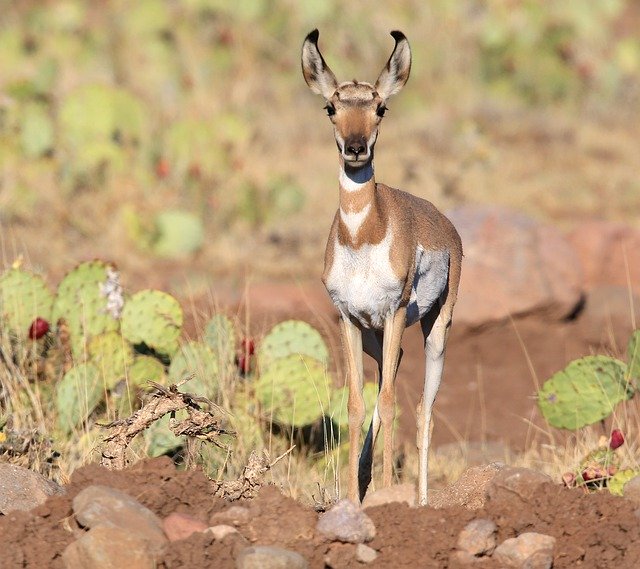 เทมเพลตรูปถ่าย Antelope Wildlife Habitat - สำหรับ OffiDocs
