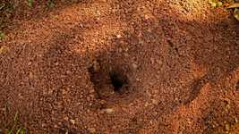Free download Anthill Ant Nest free video to be edited with OpenShot online video editor