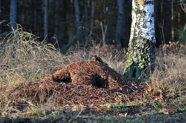 Free download anthill ants cottage free picture to be edited with GIMP free online image editor