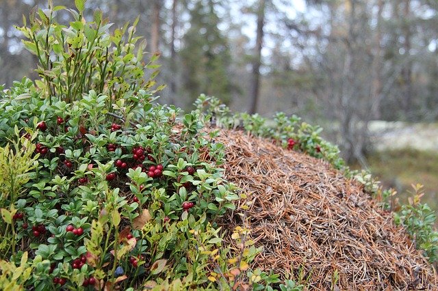 Free download Anthill Cranberries The Nature Of -  free photo or picture to be edited with GIMP online image editor