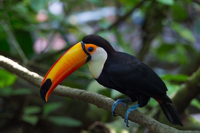 Free download Anthracoceros Albirostris Hornbill -  free photo or picture to be edited with GIMP online image editor