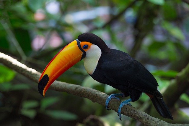 دانلود رایگان Anthracoceros Albirostris Hornbill - عکس یا تصویر رایگان قابل ویرایش با ویرایشگر تصویر آنلاین GIMP