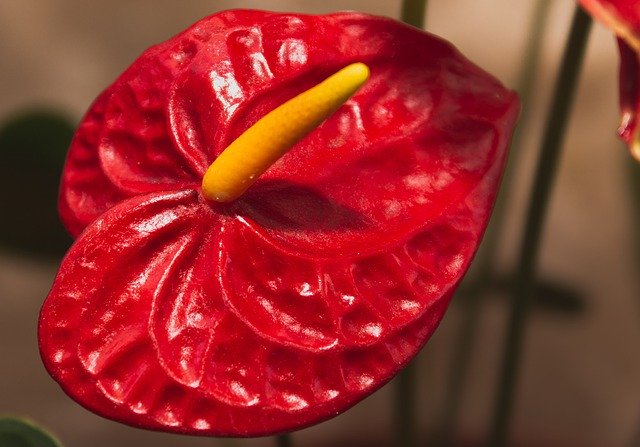 Free download Anthurium Flower Plant -  free photo or picture to be edited with GIMP online image editor