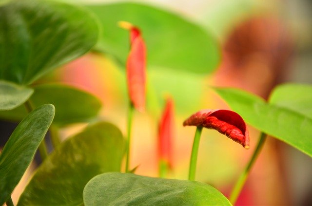 Descarga gratuita Anthurium Flower Red: foto o imagen gratuita para editar con el editor de imágenes en línea GIMP