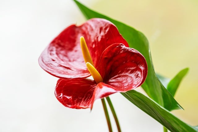 Free download anthurium laceleaf flowers blossom free picture to be edited with GIMP free online image editor