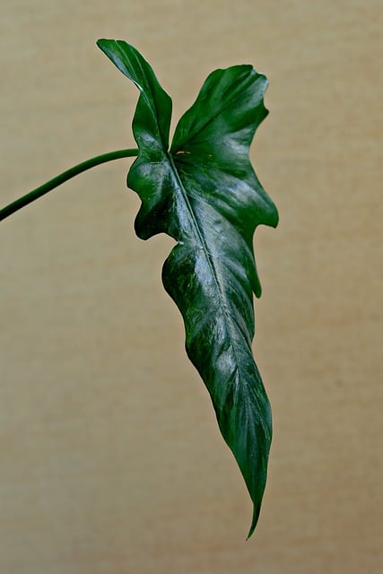 Free download anthurium leave plant green nature free picture to be edited with GIMP free online image editor