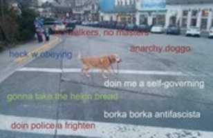 Free download antifascist dog free photo or picture to be edited with GIMP online image editor