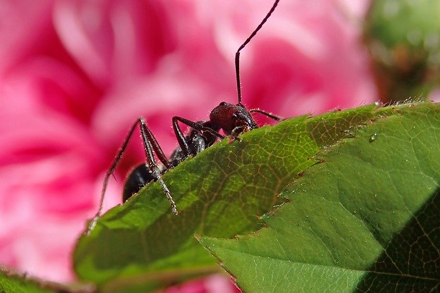 Download gratuito Ant Insect Rose - foto o immagine gratuita da modificare con l'editor di immagini online di GIMP