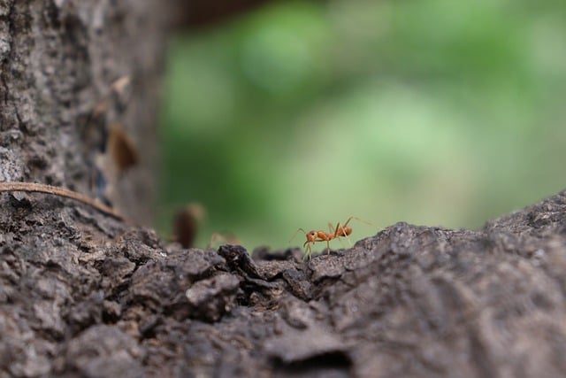 Free download ant insect tree trunk micro free picture to be edited with GIMP free online image editor