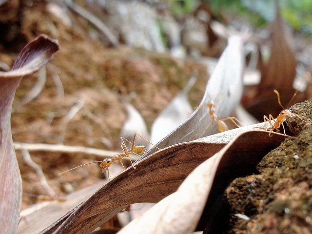 Libreng download Ant Leaf Insect - libreng larawan o larawan na ie-edit gamit ang GIMP online na editor ng imahe