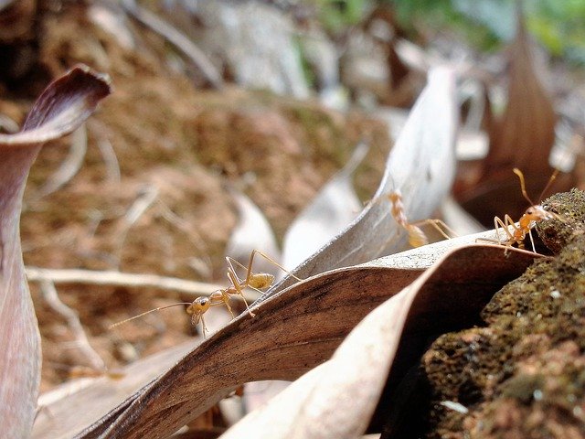 Download gratuito Ant Leaf Insect - foto o immagine gratuita da modificare con l'editor di immagini online di GIMP