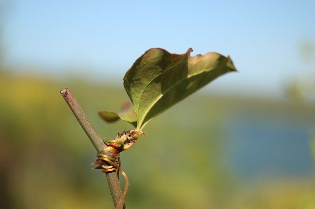Download gratuito di Ant Leaves Nature: foto o immagine gratuita da modificare con l'editor di immagini online GIMP