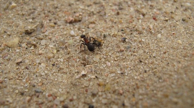 मुफ्त डाउनलोड चींटी मैक्रो प्रकृति - जीआईएमपी ऑनलाइन छवि संपादक के साथ संपादित करने के लिए मुफ्त फोटो या तस्वीर