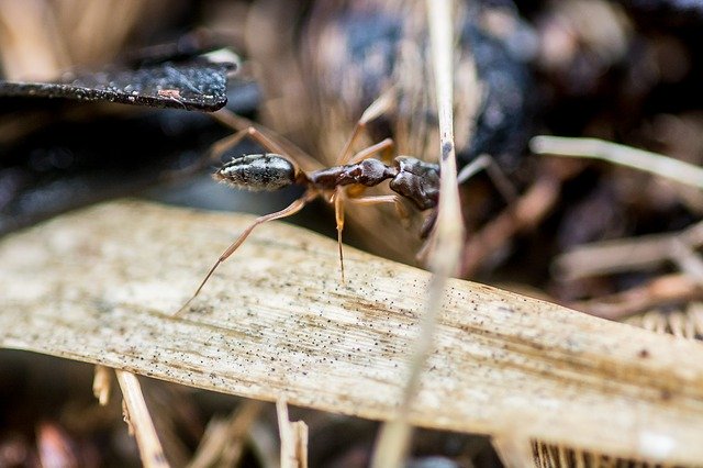 Free download Ant Nature -  free photo or picture to be edited with GIMP online image editor