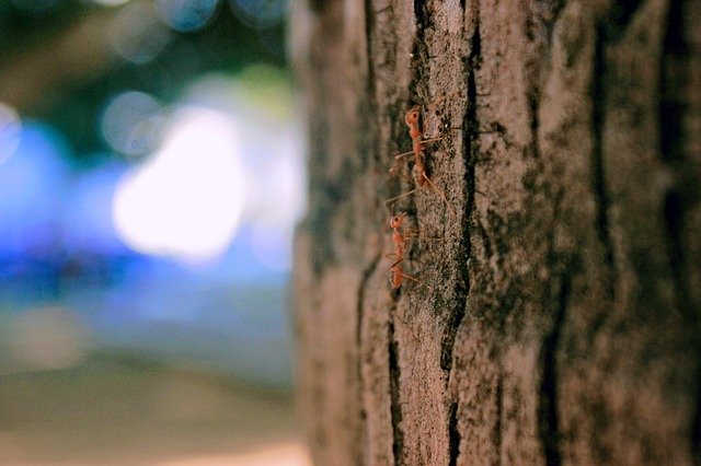 Free download Ant Nature Woods -  free photo or picture to be edited with GIMP online image editor