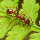 Ant on green leaf  screen for extension Chrome web store in OffiDocs Chromium