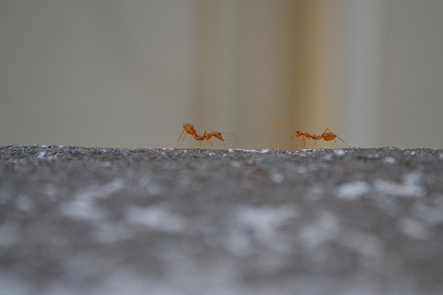 Gratis download Ants Animal Ant - gratis foto of afbeelding om te bewerken met GIMP online afbeeldingseditor