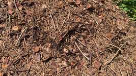 Free download Ants Anthill Nature -  free video to be edited with OpenShot online video editor
