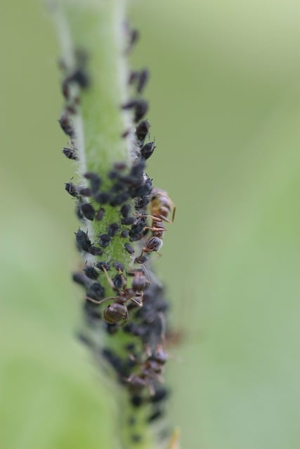 Free download ants bugs insects plants nature free picture to be edited with GIMP free online image editor