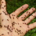 Ants crawling on hand  screen for extension Chrome web store in OffiDocs Chromium