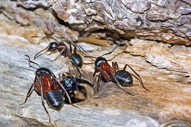 Бесплатно скачать муравьи насекомые Camponotus ligniperda бесплатное изображение для редактирования с помощью GIMP бесплатный онлайн-редактор изображений