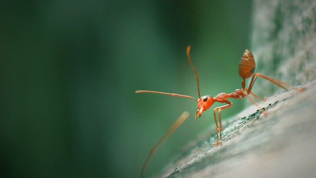 تنزيل مجاني Ants Insects Macro - صورة مجانية أو صورة لتحريرها باستخدام محرر الصور عبر الإنترنت GIMP