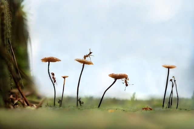 Free download ants insects nature forest free picture to be edited with GIMP free online image editor