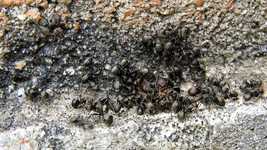 Free download Ants Macro Insects -  free video to be edited with OpenShot online video editor