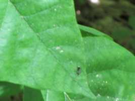 Ants on Leaves GIMP online editor free Free download Ants on Leaves free photo or picture to be edited with GIMP online image editor