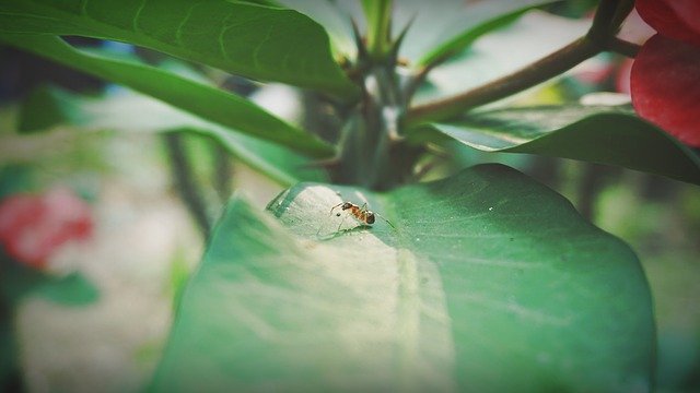 تنزيل Ants Petite Insects مجانًا - صورة مجانية أو صورة يتم تحريرها باستخدام محرر الصور عبر الإنترنت GIMP