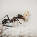 Ants secrete saliva  screen for extension Chrome web store in OffiDocs Chromium