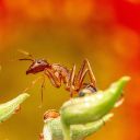 ANTS THEME  screen for extension Chrome web store in OffiDocs Chromium