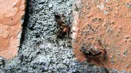 Free download Ants Work Collaboration -  free video to be edited with OpenShot online video editor