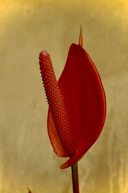 Téléchargement gratuit Anturio Natural Garden - photo ou image gratuite à éditer avec l'éditeur d'images en ligne GIMP