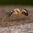 ant wallpaper  screen for extension Chrome web store in OffiDocs Chromium