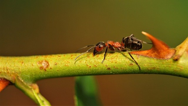 Download grátis Ant Wood Animal - foto ou imagem grátis para ser editada com o editor de imagens online GIMP