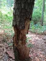 Free download An Unstable Tree Branch in the Forest Near East Bay Bike Path free photo or picture to be edited with GIMP online image editor