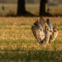 A pair of birds spread their wings  screen for extension Chrome web store in OffiDocs Chromium