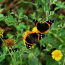 A pair of butterflies entwined  screen for extension Chrome web store in OffiDocs Chromium