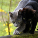 A pair of cats fighting fiercely  screen for extension Chrome web store in OffiDocs Chromium