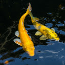 A pair of goldfish swimming around  screen for extension Chrome web store in OffiDocs Chromium