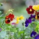 A Patchwork of Pansy Faces  screen for extension Chrome web store in OffiDocs Chromium