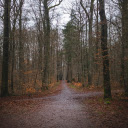 A path through the woods with trees and leaves  screen for extension Chrome web store in OffiDocs Chromium