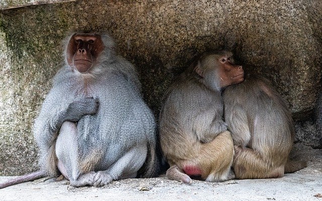 Muat turun percuma Ape Baboon Zoo - foto atau gambar percuma untuk diedit dengan editor imej dalam talian GIMP