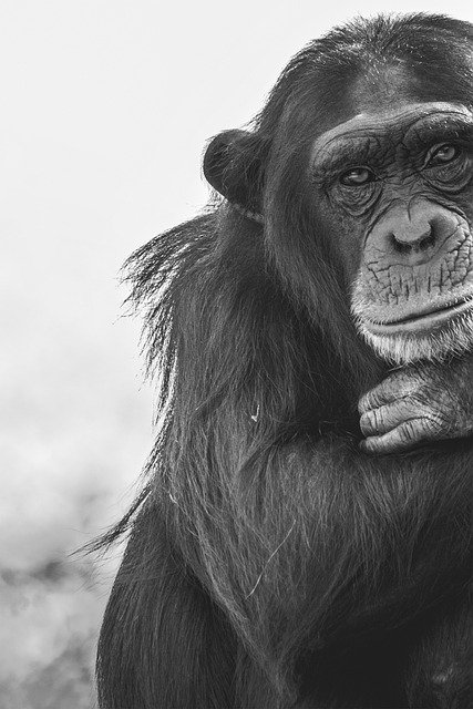 Free download ape chimpanzee mammal animal free picture to be edited with GIMP free online image editor
