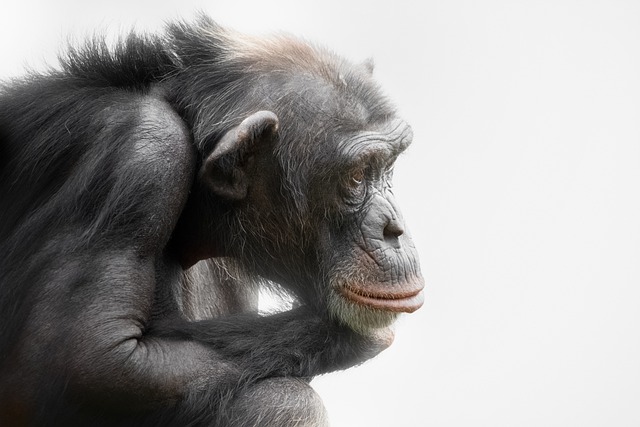 Free download ape chimpanzee primate mammal free picture to be edited with GIMP free online image editor