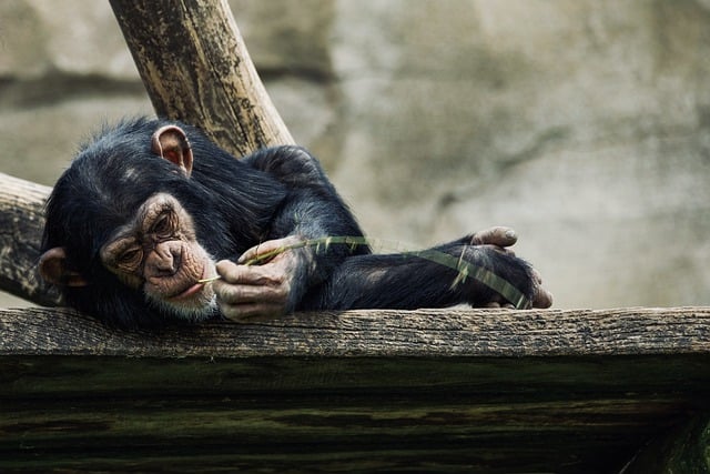 Free download ape chimpanzee zoo primate animal free picture to be edited with GIMP free online image editor