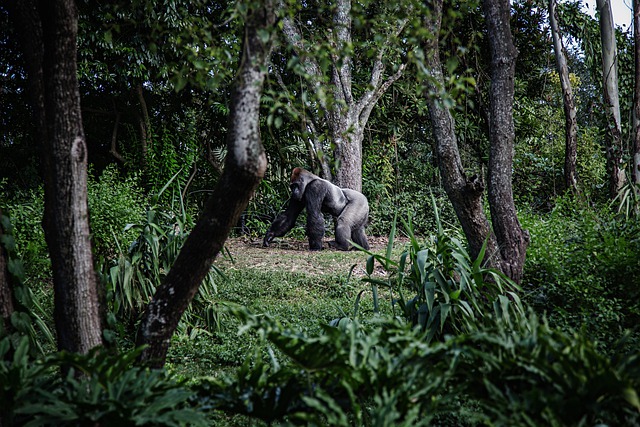 Free download ape forest animals nature free picture to be edited with GIMP free online image editor