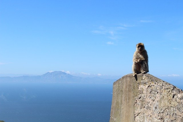 Free graphic ape gibraltar gb monkey animal to be edited by GIMP free image editor by OffiDocs